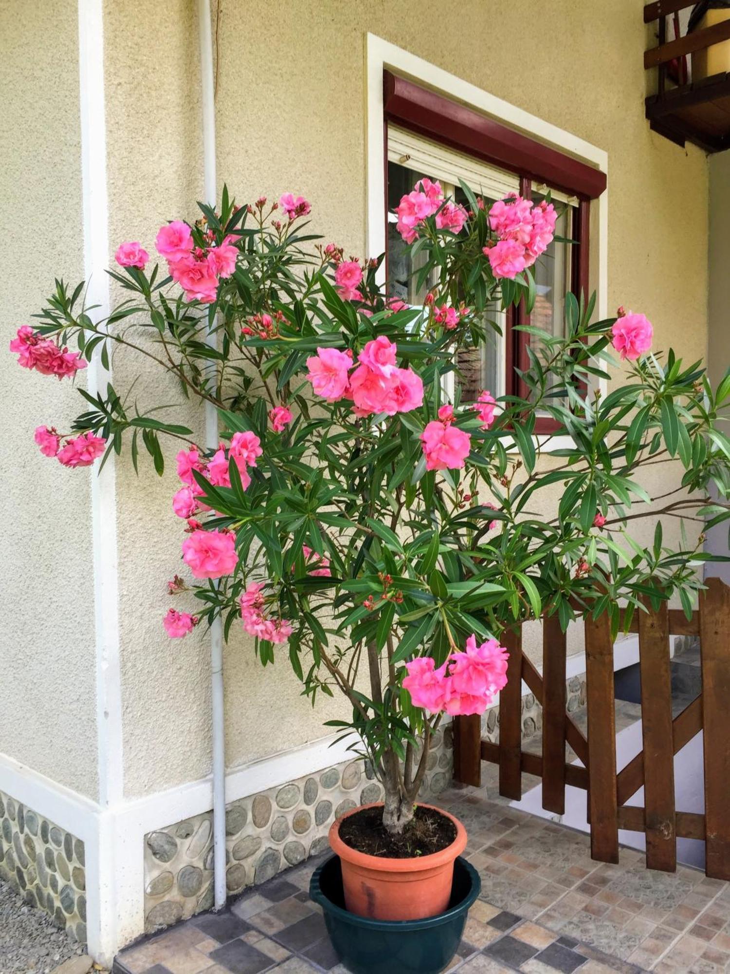 Hotel Casa Popa Cîrţişoara Zewnętrze zdjęcie